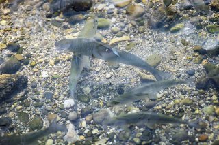 En Suisse, la biodiversité s'est beaucoup réduite en particulier dans les cours d'eau. KEYSTONE/MICHAEL BUHOLZER